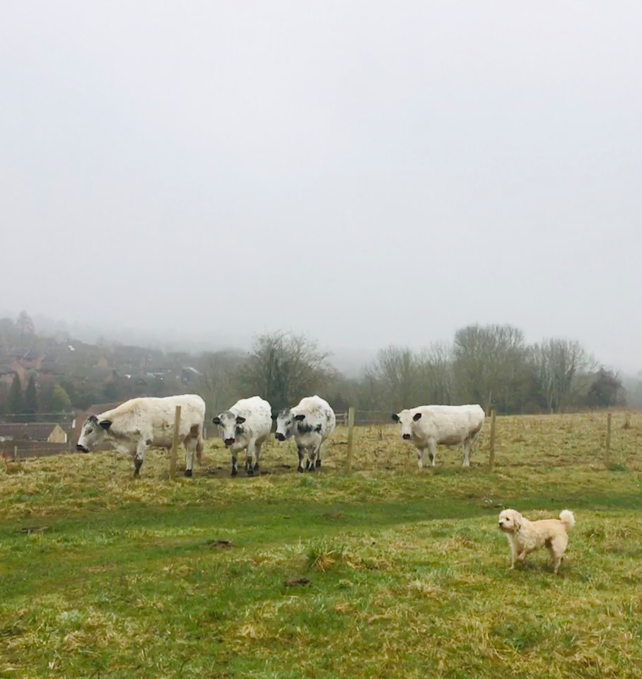 83353735_938979609830662_1624916905535995904_n